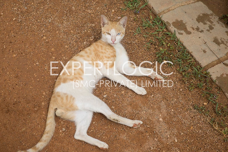 cat-expert